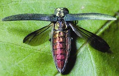 Ash Borer treatment Services