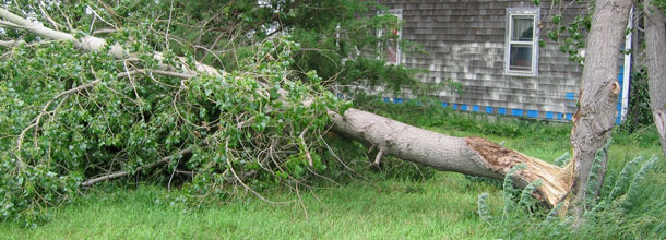 Hazardous Tree Removals Denver - Boulder - Golden