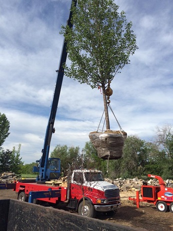 Crane planting in Louisville, Colorado