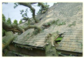 Tree on House