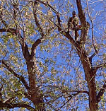 Hazard Pruning
