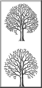 Tree Thinning