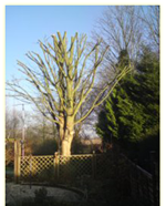Tree Topping