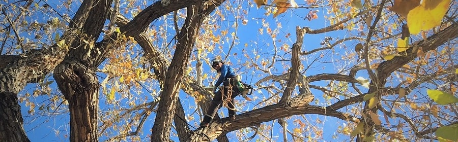 Storm Clean-ups