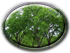 American Elm Tree