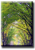 American Elm Grove