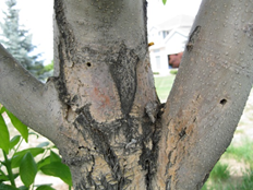 Ash Borer Holes