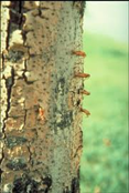 Ash Borer Larva