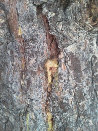 Bark Beetle Hole