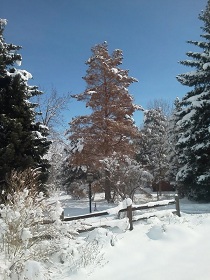 Dead Scot's Pine from Mountain Pine Beetle
