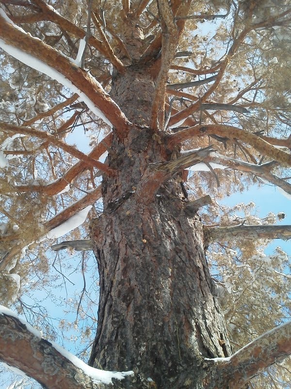 Dead Scot's Pine from Mountain Pine Beetle