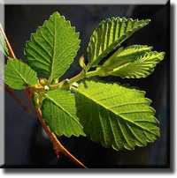 Chinese Elm Leaf