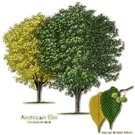 American Elm Profile