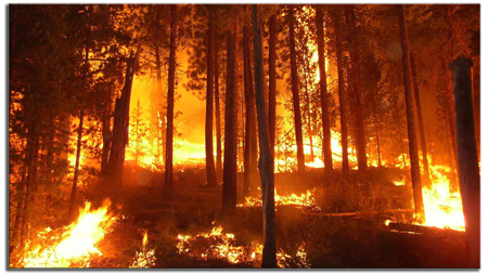 Forest Fire
