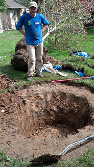 Tree Planting in Louisville, CO