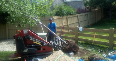 Tree Planting in Louisville, Colorado
