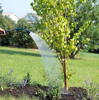 Watering a tree